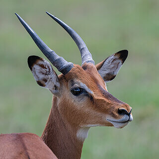 Solio - Close-up impala